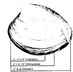 This illustration shows chowder-clam and other quahog sizes.